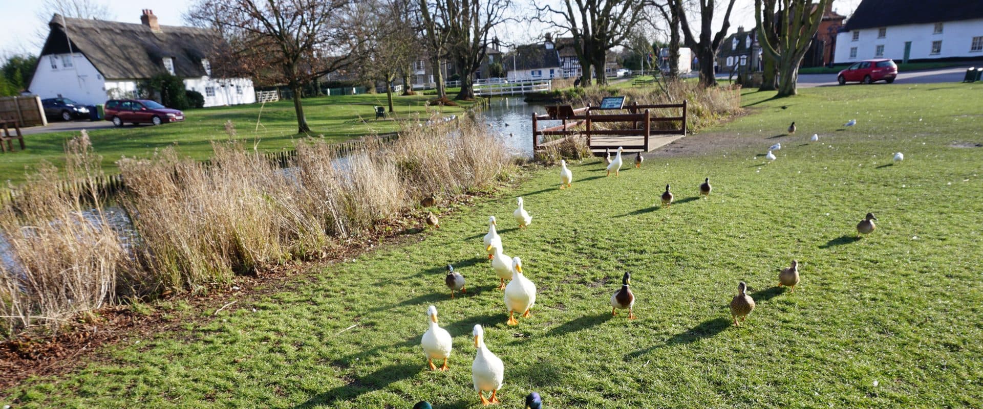 Ducks on the village green and pond in Histon, Cambridgeshire